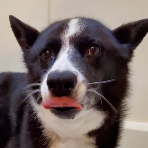 Richard Fenstermacher